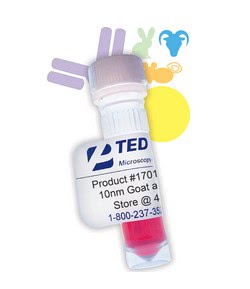 17010-1_1 Goat anti-rabbit IgG (H+L) 10 nm Gold Conjugate, 1 ml