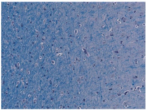 R1717_1 Luxol Fast Blue, 25g