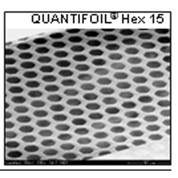 Quantifoil mit hexagonalen Öffnungen